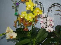 DSC00886_.webp