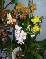 DSC00964_.webp