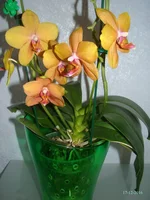 DSC00973_.webp