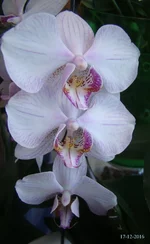 DSC00923_.webp