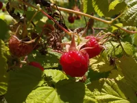IMG_20160626_124334.webp