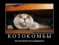 o6.webp