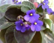 Wodgewood Wasp1.webp