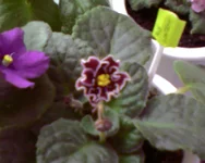  цветочка Red Lantern.webp