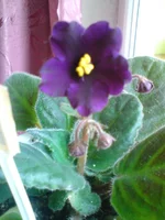  цветочек Фобоса.webp