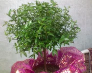 DSC00294.webp