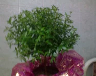 DSC00293.webp