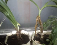 2 неизвестных.webp