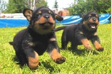  маленький пап.webp