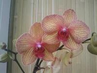 IMAGE_145.webp