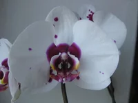 IMG_8832_1.webp