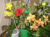 DSC00983.webp