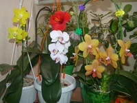 DSC00985.webp