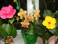 DSC00987.webp