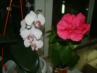 DSC00989.webp