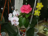 DSC00991.webp