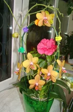 DSC00996_.webp