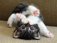 image (52).webp