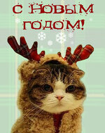 Funny-cards-with-the-new-year-with-cats.jpg