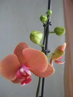 IMG_8910_1.jpg