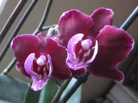 IMG_8938_1.webp