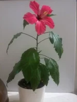 20150716_211913.jpg