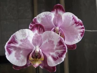 IMG_3482_1.jpg