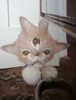 0200.webp
