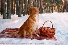 3 с кличкой.webp