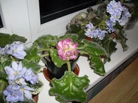 SDC10791.webp