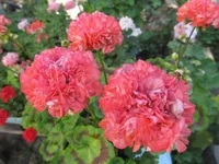 ramdisk-crop_164061240_JKXNX07.webp