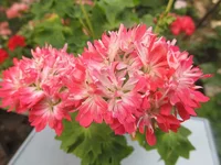 ramdisk-crop_164061342_WoeOTt.webp