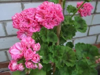 ramdisk-crop_164061550_LdFHM.webp
