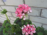 ramdisk-crop_164061398_QMezP.webp