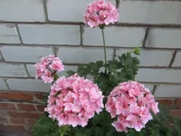 ramdisk-crop_164061585_7kDaRG7.webp