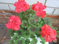 ramdisk-crop_164061662_TllRQ.webp