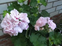 ramdisk-crop_164061482_hvhGPcF.webp