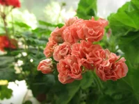 ramdisk-crop_164061613_Ka6w.webp