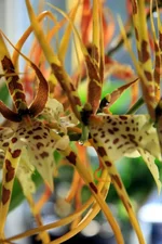 brassia2.jpg