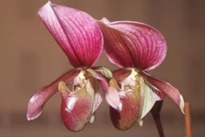 4 пр.webp