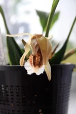 c.speciosa.webp