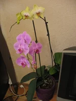 IMG_2589.webp