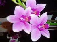 o10.webp