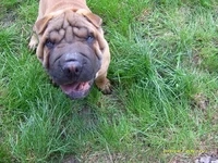 doggy1.webp
