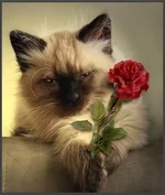 017cbbfaab3f.webp