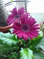 IMG_20170127_124633.webp
