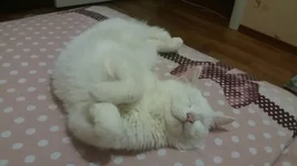 k0iYk8JbTnI.webp