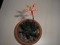 P1010006.jpg