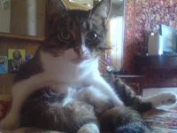 .webp