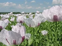 265px-Papaver_somniferum_field_in_France.webp